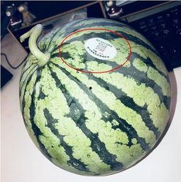 西华网红吃瓜,揭秘网络红人的幕后故事 第1张 西华网红吃瓜,揭秘网络红人的幕后故事 第1张